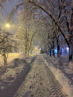 snow covered trees line the street at night