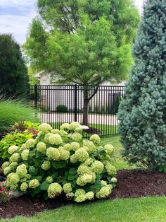 a large green plant sitting in the middle of a garden next to a black fence