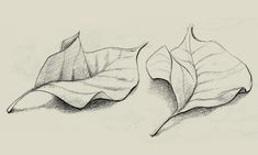 two leaves are shown in this drawing