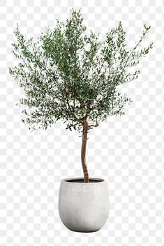 an olive tree in a white pot on a transparent background png clipart free