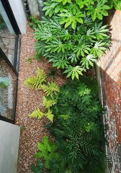 an aerial view of a garden with green plants and graveled ground, along with a brick wall