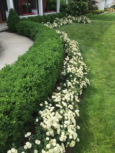 Green Ice Boxwood in a landscape Pansies Garden, Front Yard Flowers, Small Front Yard Landscaping, Small Front Yard, Front Yard Design, Garden Wallpaper, Fountain Pump, Front Yards, Front Landscaping