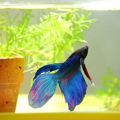 a blue and red siamese fish sitting next to a potted plant