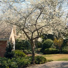 a tree with white flowers is in front of a brick house on a sunny day