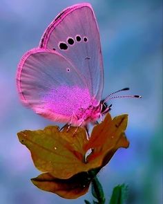 a pink butterfly sitting on top of a leaf