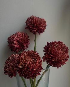 three red flowers in a clear vase on a white wall behind them is the same color as the rest of the bouquet