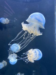 several jellyfish swimming in an aquarium tank