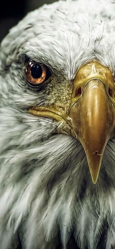 an eagle's head with brown eyes and white feathers is shown in this artistic photograph