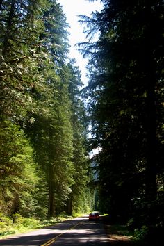 a car driving down a road surrounded by tall trees