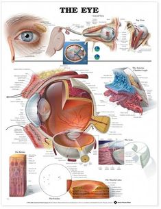 an eye diagram with all the parts labeled