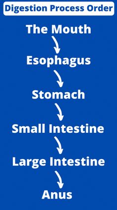 Lets understand the digestive system for kids, How does the digestive system work step by step, parts of the digestive system and interesting facts of Digestive system for kids. Elderly Workouts Senior Fitness, Digestive System Parts, Digestive System For Kids, The Human Digestive System, Human Digestive System, Gastric Juice, The Digestive System, Medical Student Study