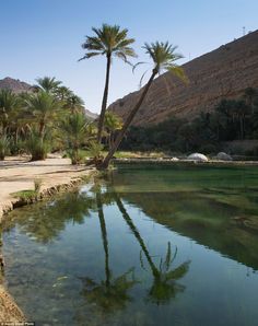 a body of water surrounded by palm trees