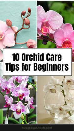 orchid care tips for beginners that are easy to use and great for the garden