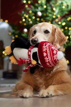 Dog Christmas Presents Gift Ideas