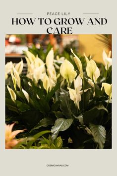 white flowers with the words peace lily how to grow and care