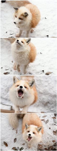 four different pictures of an animal with its mouth open and tongue out in the snow