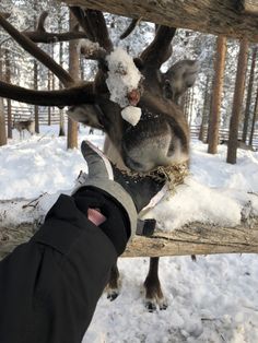 a person is feeding a reindeer in the snow with his hand on a fence post