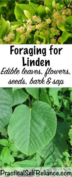 green leaves and flowers with the words foraging for linden edible leaves, flowers, seeds, bark & sap