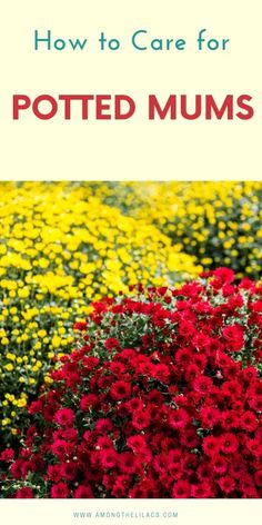 red and yellow flowers with text overlay how to care for potted mums