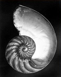 an ammonet shell is shown in this black and white photo, with the center section