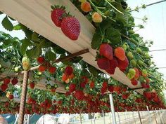 strawberries growing on the vine in a greenhouse