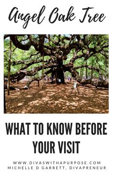 an angel oak tree with the words what to know before your visit