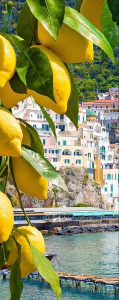 some lemons hanging from a tree in front of the water with buildings behind them