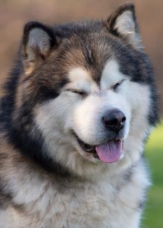 a close up of a dog with it's eyes closed and his tongue out