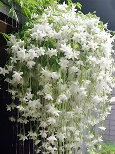 white flowers hanging from the side of a building