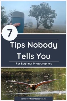 a bird flying over water with the title 7 tips nobody tells you for beginner photographers