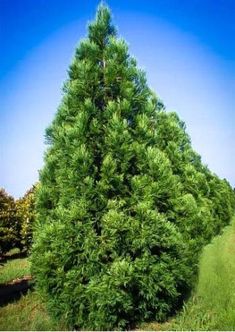 a tall green tree sitting in the middle of a lush green field