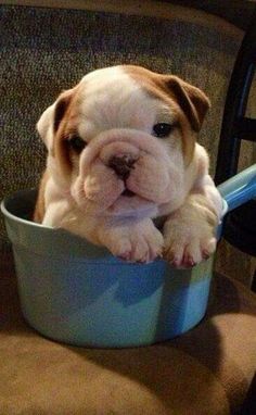 a small brown and white dog sitting in a blue bowl on top of a chair