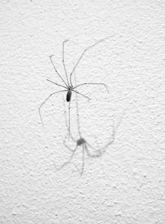 a black and white photo of a spider on the wall with it's shadow