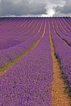 rows of lavender flowers in the foreground with dark clouds overhead