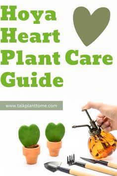 the hoya heart plant care guide is shown with plants and gardening utensils