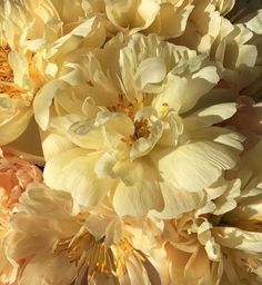 some very pretty yellow and pink flowers together