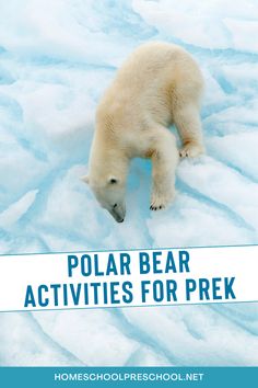 polar bear activities for prek - homeschool preschoolnet blog featured by top us moms