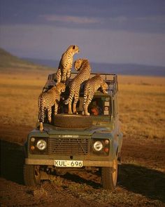 a group of cheetah on the back of a truck in the middle of nowhere