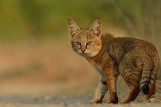 a small brown cat walking across a dirt road