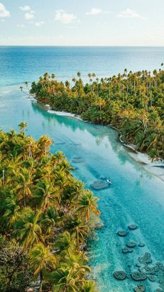 an aerial view of a tropical island with palm trees