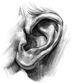 a pencil drawing of an ear