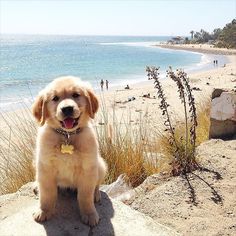 a dog sitting on top of a sandy beach next to the ocean