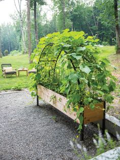 a garden bed with plants growing on it in the middle of a gravel area surrounded by trees