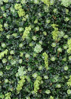 green plants are growing on the side of a building in an area that looks like it is