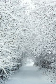 snow covered trees lining a path in the middle of a forest with no leaves on them