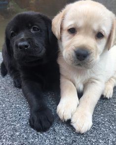 two puppies are laying on the ground next to each other and looking at the camera