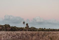 there are many trees and bushes in the field with no leaves on them as the sun is setting