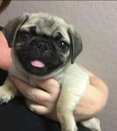 a woman holding a small pug puppy in her arms and smiling at the camera