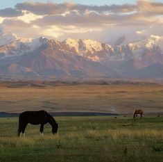 two horses grazing in an open field with mountains in the background