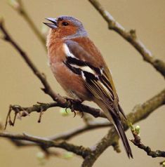 a small bird perched on top of a tree branch